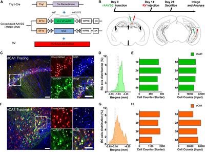 Whole-Brain Mapping the Direct Inputs of Dorsal and Ventral CA1 Projection Neurons